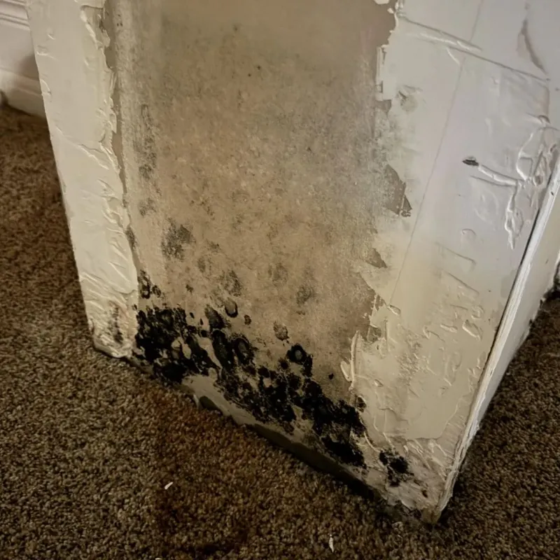 Professional Mold Removal in Laramie, WY